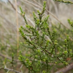 Kunzea parvifolia at Cook, ACT - 24 Oct 2017 01:45 PM