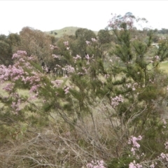 Kunzea parvifolia at Cook, ACT - 24 Oct 2017 01:45 PM