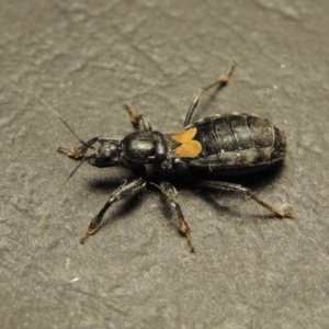 Peirates sp. (genus) at Greenway, ACT - 17 Oct 2017