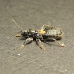 Peirates sp. (genus) at Greenway, ACT - 17 Oct 2017