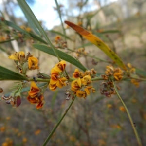 Daviesia mimosoides at Cook, ACT - 24 Oct 2017 03:18 PM