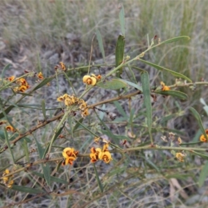 Daviesia mimosoides at Cook, ACT - 24 Oct 2017 03:18 PM