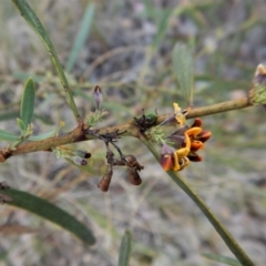 Daviesia mimosoides at Cook, ACT - 24 Oct 2017 03:18 PM