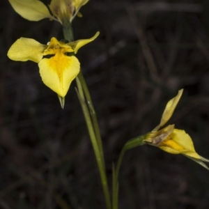 Diuris amabilis at Forde, ACT - suppressed