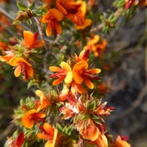 Pultenaea procumbens at Cook, ACT - 24 Oct 2017 03:21 PM