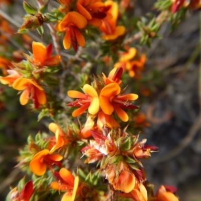 Pultenaea procumbens (Bush Pea) at Cook, ACT - 24 Oct 2017 by CathB