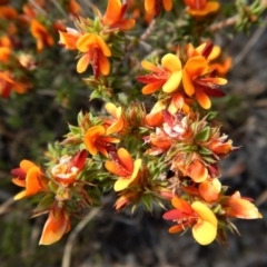 Pultenaea procumbens at Cook, ACT - 24 Oct 2017 03:21 PM