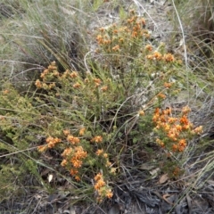 Pultenaea procumbens at Cook, ACT - 24 Oct 2017 03:21 PM