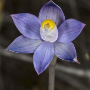 Thelymitra pauciflora at Gungahlin, ACT - suppressed