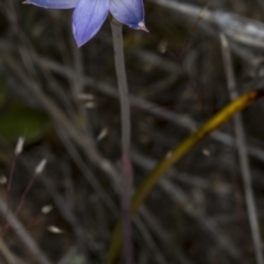 Thelymitra pauciflora at Gungahlin, ACT - suppressed