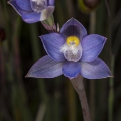 Thelymitra pauciflora at Gungahlin, ACT - suppressed