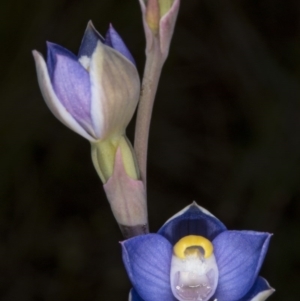 Thelymitra pauciflora at Gungahlin, ACT - suppressed