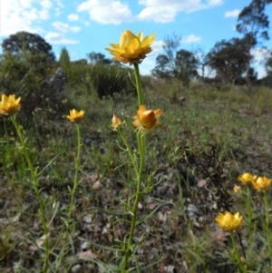 Xerochrysum viscosum at Cook, ACT - 24 Oct 2017 03:34 PM