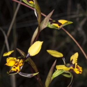 Diuris pardina at Gungahlin, ACT - 24 Oct 2017