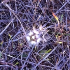 Hypochaeris glabra at Garran, ACT - 24 Oct 2017