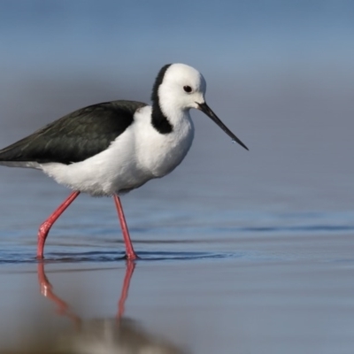 Himantopus leucocephalus (Pied Stilt) at Black Lake & Black Lake TSR (near Bibbenluke) - 5 Jun 2017 by Leo