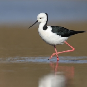 Himantopus leucocephalus at Bibbenluke, NSW - 5 Jun 2017