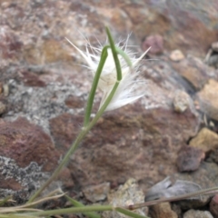 Rytidosperma sp. (Wallaby Grass) at Majura, ACT - 24 Oct 2017 by SilkeSma