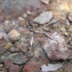 Rytidosperma sp. at Majura, ACT - 25 Oct 2017