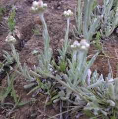 Pseudognaphalium luteoalbum at Majura, ACT - 25 Oct 2017