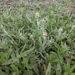 Pseudognaphalium luteoalbum at Majura, ACT - 25 Oct 2017