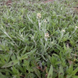 Pseudognaphalium luteoalbum at Majura, ACT - 25 Oct 2017