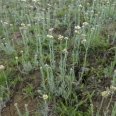 Pseudognaphalium luteoalbum at Majura, ACT - 25 Oct 2017 08:08 AM