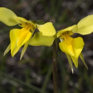 Diuris amabilis at Gundaroo, NSW - 16 Oct 2017