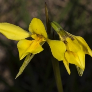 Diuris amabilis at Gundaroo, NSW - 16 Oct 2017