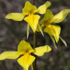 Diuris amabilis at Gundaroo, NSW - 16 Oct 2017