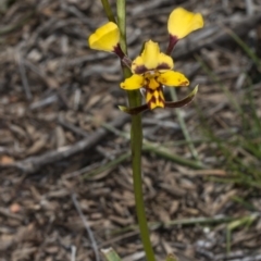 Diuris pardina (Leopard Doubletail) at Mulligans Flat - 15 Oct 2017 by DerekC