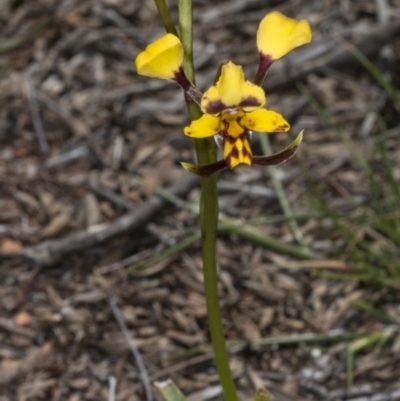 Diuris pardina (Leopard Doubletail) at Gungahlin, ACT - 15 Oct 2017 by DerekC