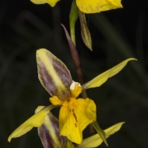 Diuris sp. (hybrid) at Gundaroo, NSW - 16 Oct 2017