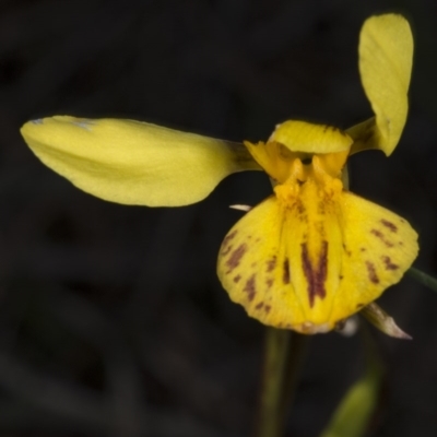 Diuris sp. (hybrid) (Hybrid Donkey Orchid) at Gundaroo Cemetery - 16 Oct 2017 by DerekC