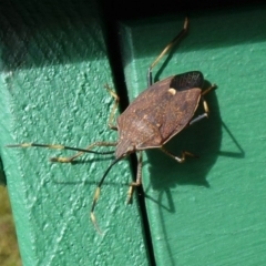 Poecilometis strigatus (Gum Tree Shield Bug) at Flynn, ACT - 28 Jun 2011 by Christine