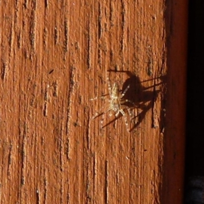 Helpis minitabunda (Threatening jumping spider) at Flynn, ACT - 15 Jul 2011 by Christine