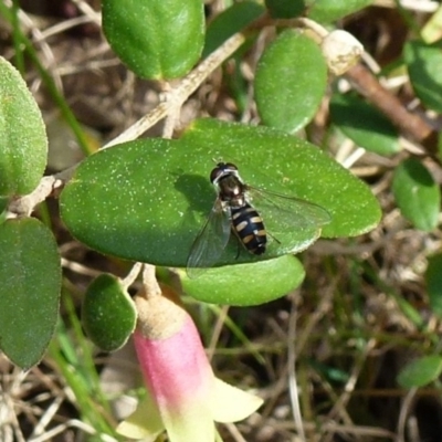 Melangyna viridiceps (Hover fly) at Flynn, ACT - 3 Sep 2011 by Christine