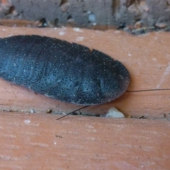 Laxta sp. (genus) (Bark cockroach) at Flynn, ACT - 12 Oct 2011 by Christine