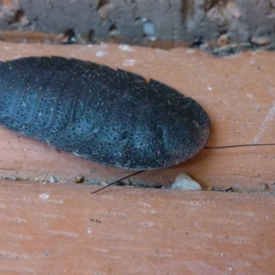 Laxta sp. (genus) (Bark cockroach) at Flynn, ACT - 11 Oct 2011 by Christine