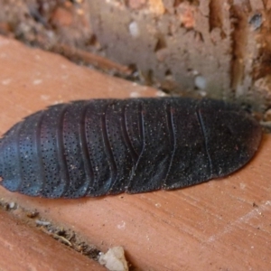 Laxta sp. (genus) at Flynn, ACT - 12 Oct 2011 12:00 AM