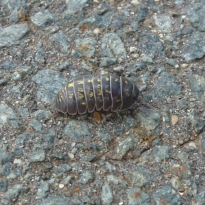 Armadillidium vulgare at Latham, ACT - 8 Oct 2011 12:00 AM