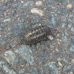 Armadillidium vulgare at Latham, ACT - 8 Oct 2011 12:00 AM