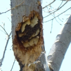 Apis mellifera (European honey bee) at Latham, ACT - 12 Oct 2011 by Christine