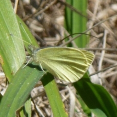 Pieris rapae (Cabbage White) at Stromlo, ACT - 2 Sep 2011 by Christine