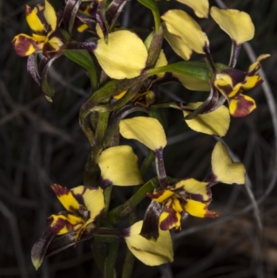 Diuris pardina (Leopard Doubletail) at Gungahlin, ACT - 22 Oct 2017 by DerekC