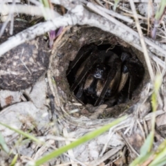 Tasmanicosa sp. (genus) at Gungahlin, ACT - 22 Oct 2017