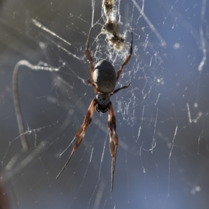 Trichonephila edulis at Michelago, NSW - 4 Jun 2017 01:23 PM