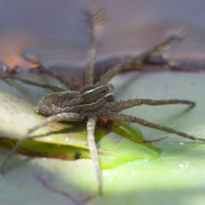 Pisauridae (family) at Michelago, NSW - 13 Nov 2011