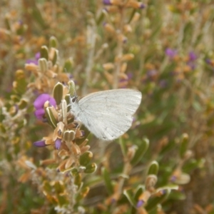 Candalides heathi at Cotter River, ACT - 24 Oct 2017 01:23 PM