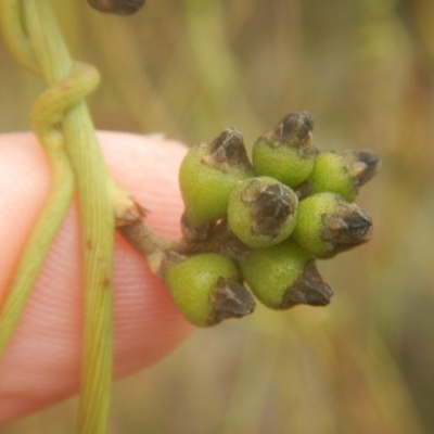 Cassytha melantha (A Devils Twine) at Lower Cotter Catchment - 23 Oct 2017 by MichaelMulvaney